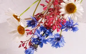 超大鲜花特写 第三辑_5