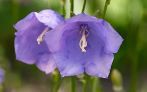 超大鲜花特写 第三辑_6