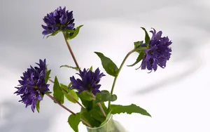 超大鲜花特写 第三辑_7