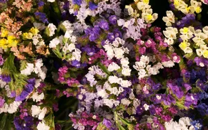 超大鲜花特写 第三辑_9