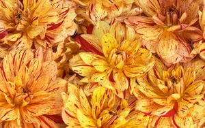 超大鲜花特写 第三辑_13