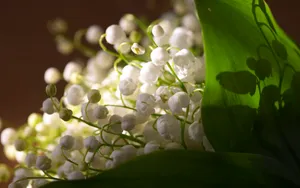 超大鲜花特写 第三辑_15