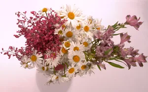 超大鲜花特写 第三辑_19
