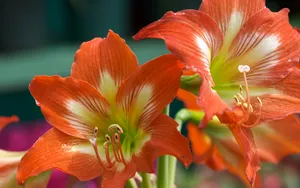 超大鲜花特写 第二辑_3