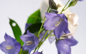 超大鲜花特写 第二辑_14
