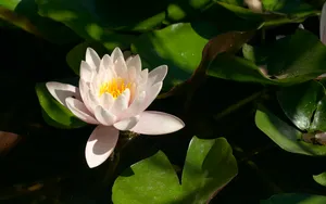 超大鲜花特写 第二辑_18