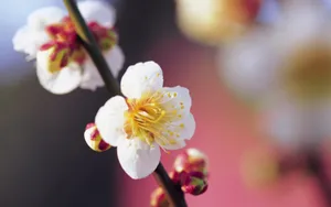 宽屏鲜花特写 第11辑_3