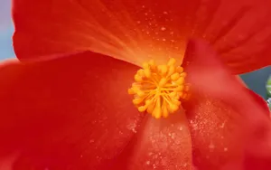 宽屏鲜花特写 第11辑_11