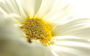 宽屏鲜花特写 第八辑_3