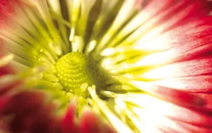 宽屏鲜花特写 第八辑_4