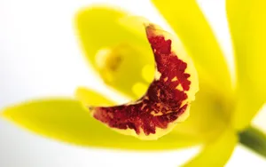 宽屏鲜花特写 第八辑_5