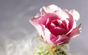 宽屏鲜花特写 第八辑_9