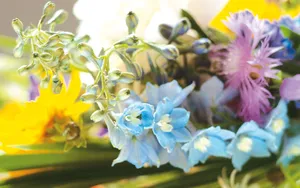 宽屏鲜花特写 第八辑_11
