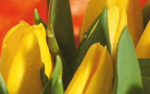 宽屏鲜花特写 第八辑_14