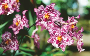 宽屏鲜花特写 第八辑_16