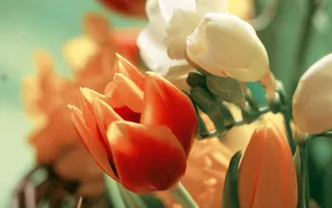 宽屏鲜花特写 第七辑