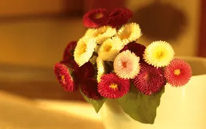 宽屏鲜花特写 第七辑