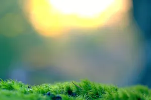 一片青苔图片_1
