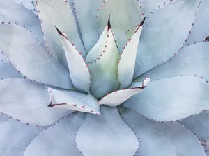 自然界植物图片_1