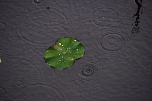 雨滴荷叶图片_1