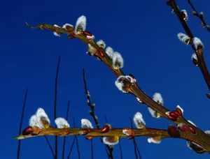 柳枝发芽图片_1
