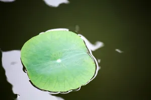 一片荷叶图片_1