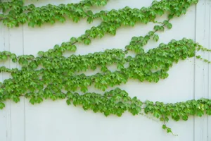 爬山虎的图片_1