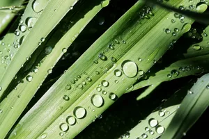 绿草水珠图片_1
