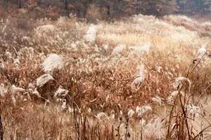 田野芦苇图片