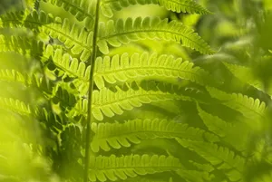 蕨类植物图片_1