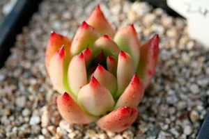 肉肉植物图片_1