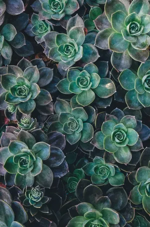 野生多肉植物图片_1