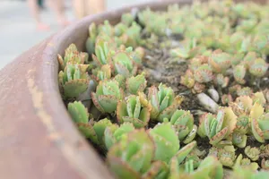 小清新肉肉植物图片_1