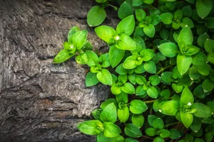 小清新植物图片_1