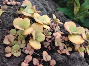 幸运的植物图片_1