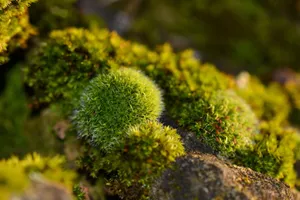 绿色苔藓图片_1