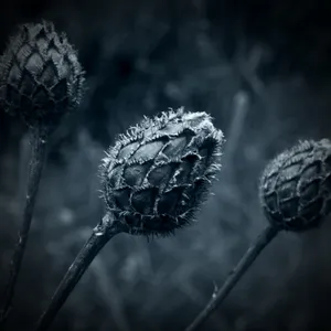 黑色调花草图片_1