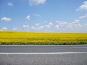 黄色花海图片