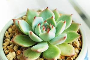 多肉植物图片_1