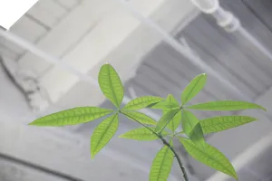 绿色植物图片_1