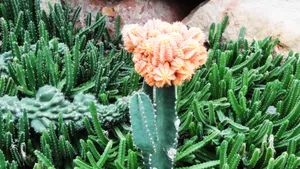 仙人掌类植物图片_1