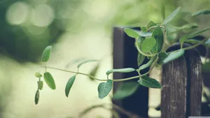残缺唯美的植物照片