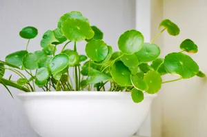 铜钱草高清图片