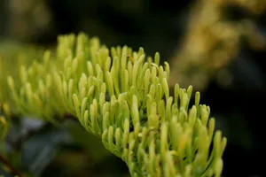 绿色植物高清图片第1张