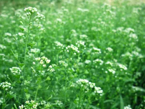 荠菜图片
