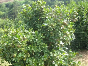 油茶树图片