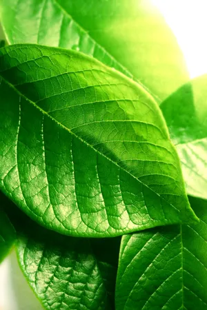 高清绿叶植物图片下载第1张