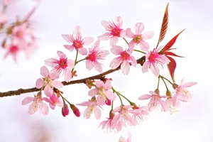 高清粉色花朵图片_1