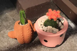 仙人掌盆栽花卉图片_1