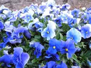 高清野外花草图片_1